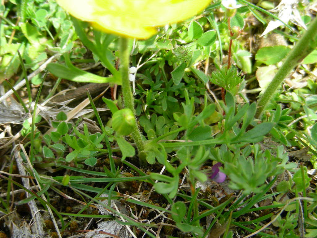 Ranunculus millefoliatus